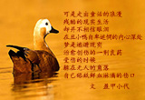 丑小鸭，别哭（2）