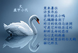丑小鸭，别哭（图集）
