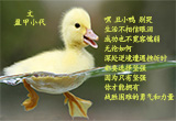 丑小鸭，别哭（6）