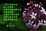五瓣丁香（11）