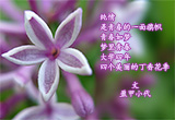 五瓣丁香（2）