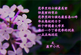 五瓣丁香（4）