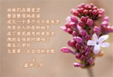 五瓣丁香（5）