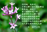 五瓣丁香（6）