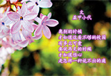 五瓣丁香（7）