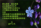 五瓣丁香（9）