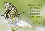孤独之美（8）