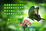 依恋（3）