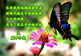 依恋（4）